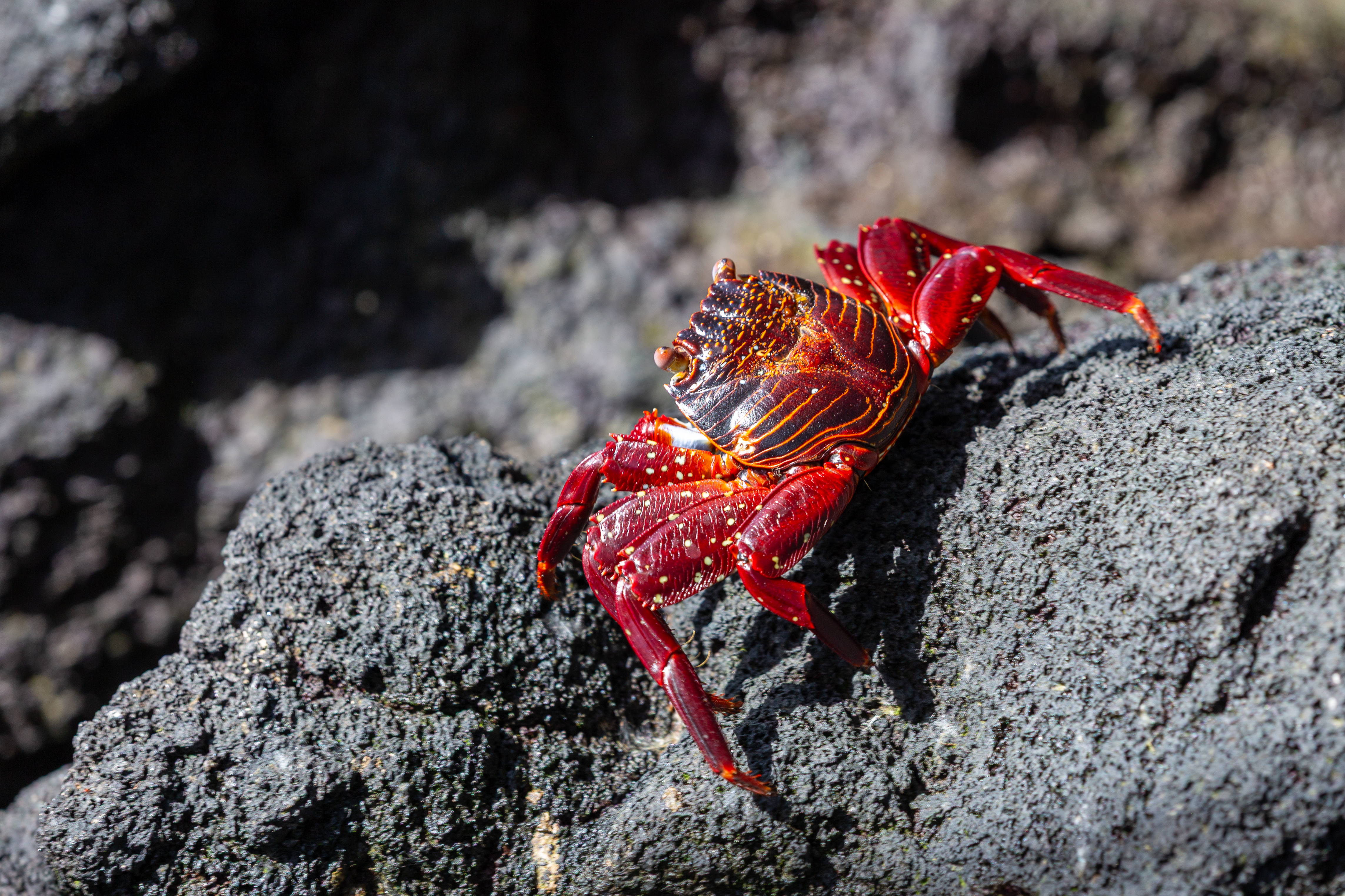 Bright red Sally Lightfoot crab on black lava rock